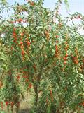 Chinese boxthorn, Himalayan goji, Tibetan goji, mede berry, barbary matrimony vine, Duke of Argyll's